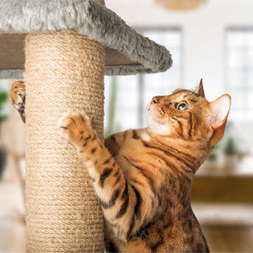 Katze 360x360